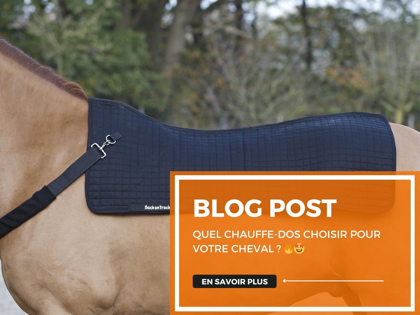 Quel chauffe-dos choisir pour votre cheval ? 🔥🤩