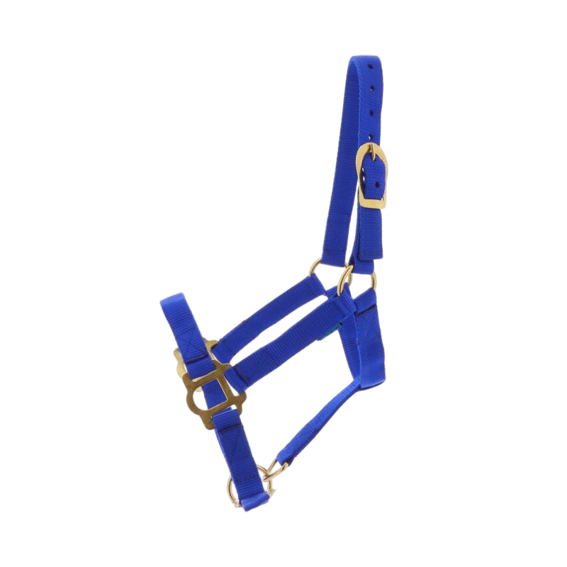 Norton - Licol nylon double épaisseur avec fermetures bleu roi | - Ohlala