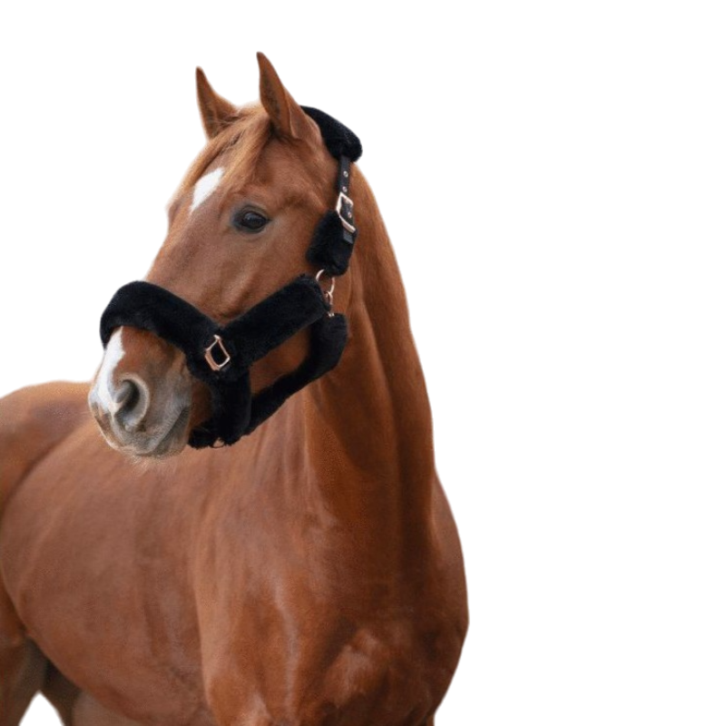 Equithème - Licol Teddy noir | - Ohlala