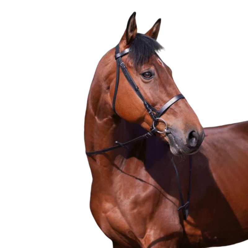 Riding World - Bridon muserolle française noir avec rênes | - Ohlala