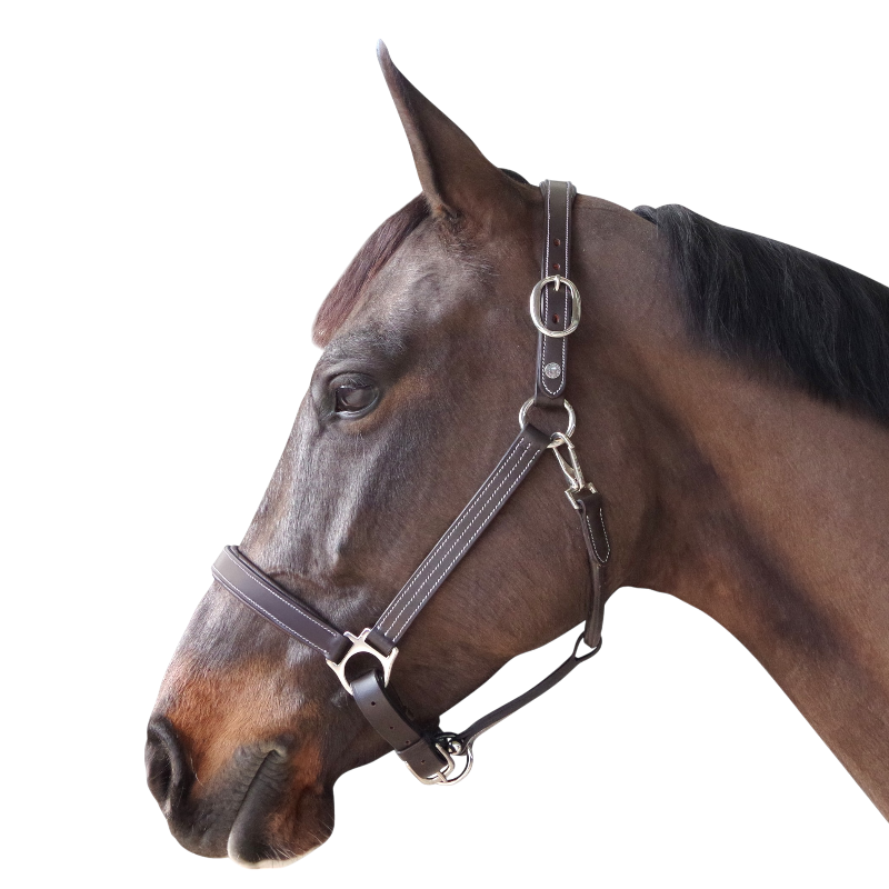 Canter - Licol cheval marron | - Ohlala