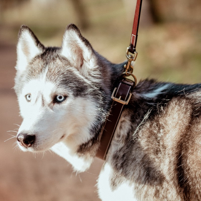 Dyon - Collier pour chien cuir Plat brun | - Ohlala