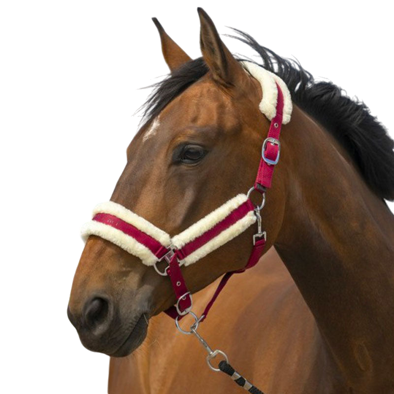 Equithème - Licol nylon Mouton bordeaux/ blanc | - Ohlala