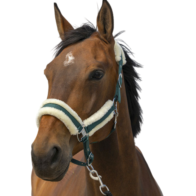 Equithème - Licol nylon Mouton vert/ blanc | - Ohlala