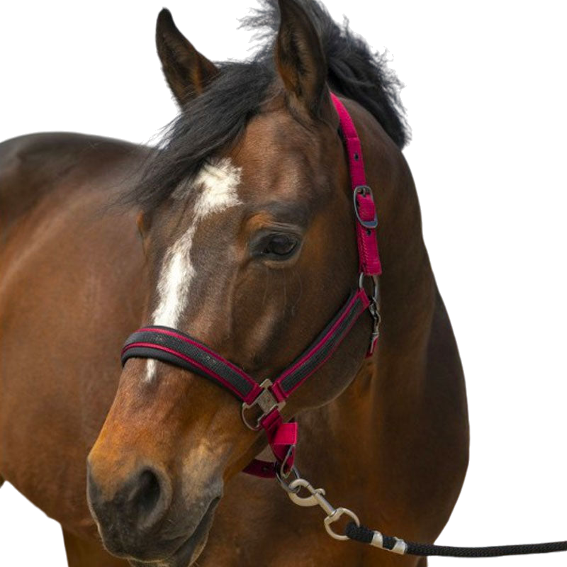 Equithème - Nylon halter Burgundy rhinestones