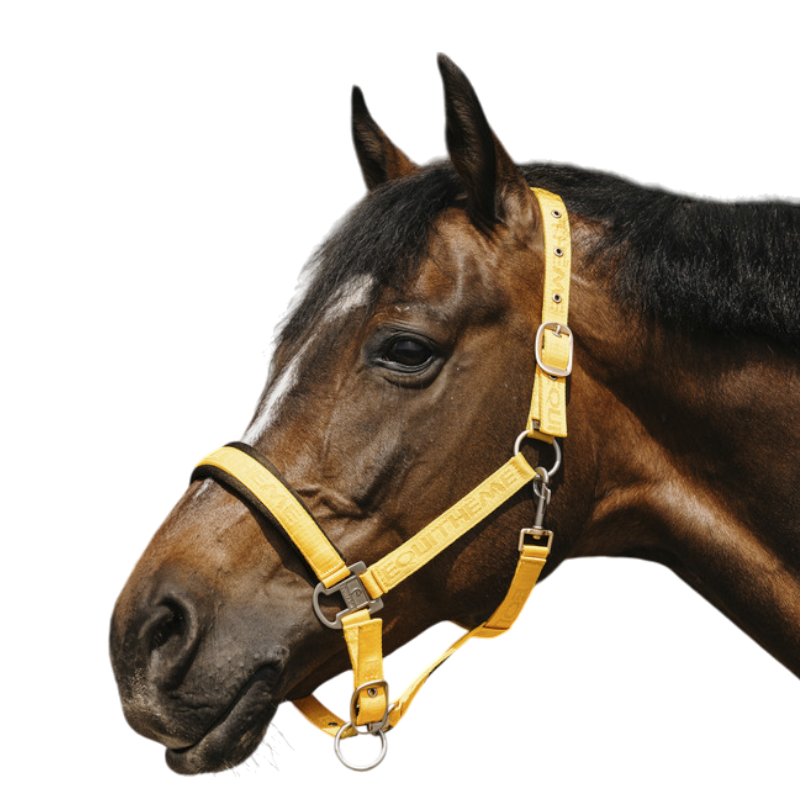 Equithème - Licol Nylon Jacquard or | - Ohlala