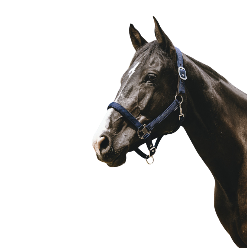 Equithème - Licol Nylon Protector marine | - Ohlala