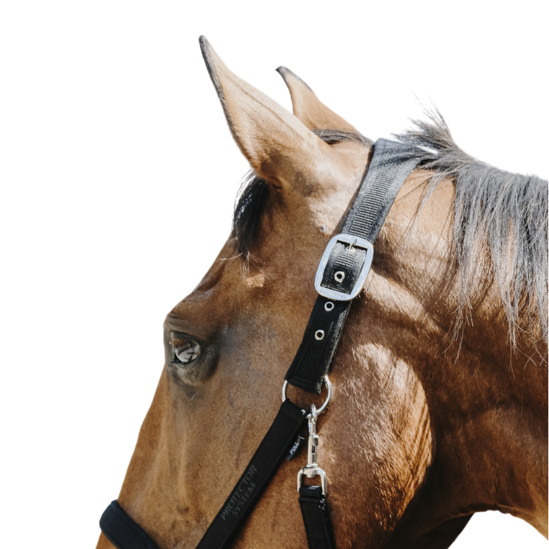 Equithème - Licol Nylon Protector noir