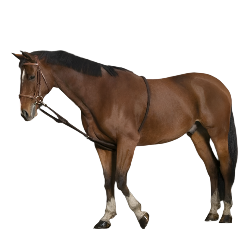 Norton - Zoete zwarte extensor