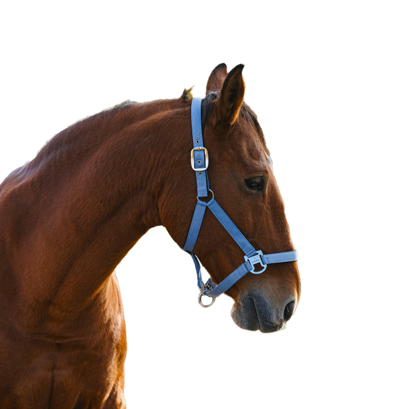 Equithème - Licol en nylon Spring bleu | - Ohlala