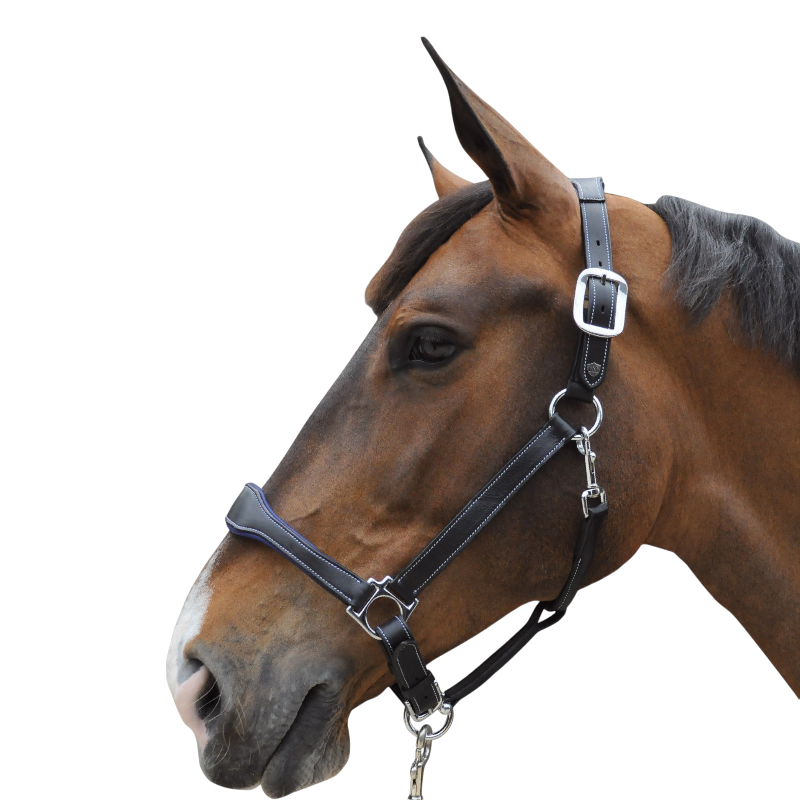 Flags & Cup - Licol cheval Cuir Paris noir/marine | - Ohlala