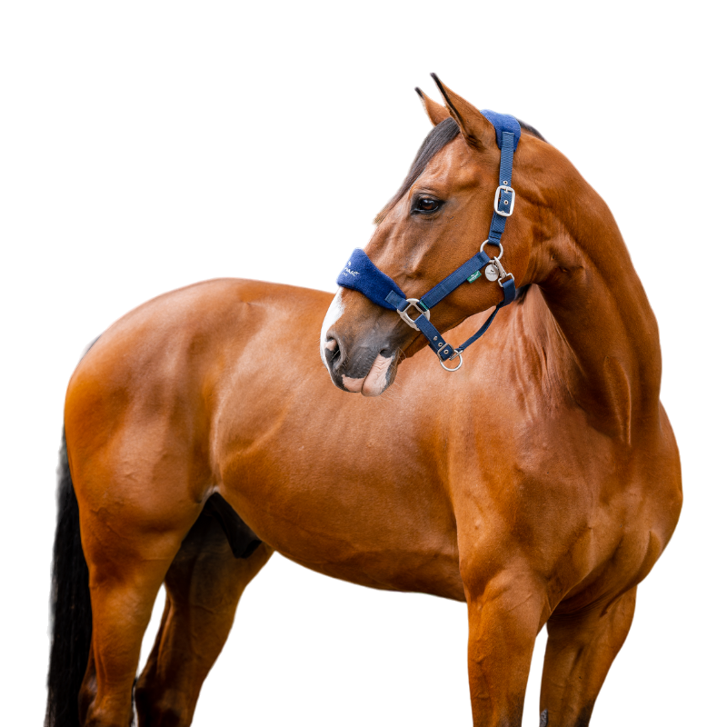 Horseware - Licol de pansage Signature Grooming marine | - Ohlala