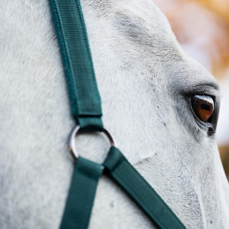 Horseware - Halter and lead rope dynasty green