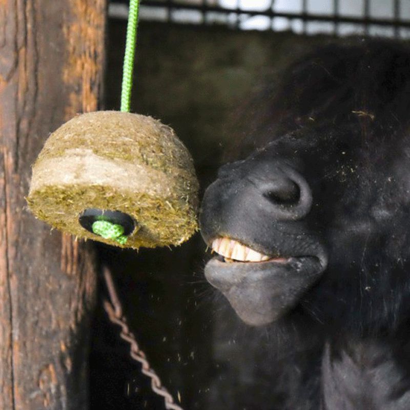 Hippotonic - Recharge bloc de foin goût pomme 1kg | - Ohlala