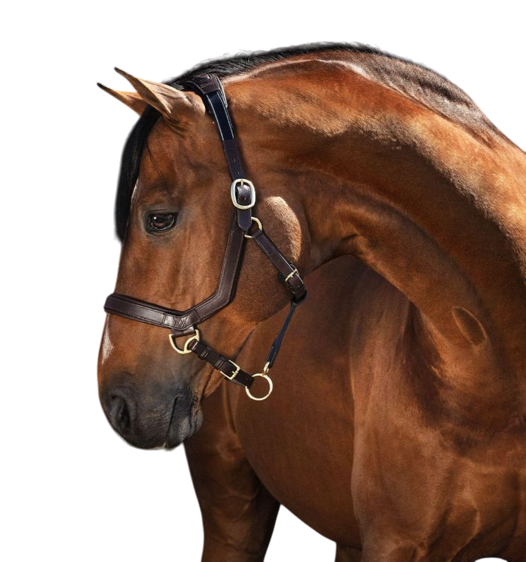 Horseware - Licol en cuir Rambo Micklem havane | - Ohlala