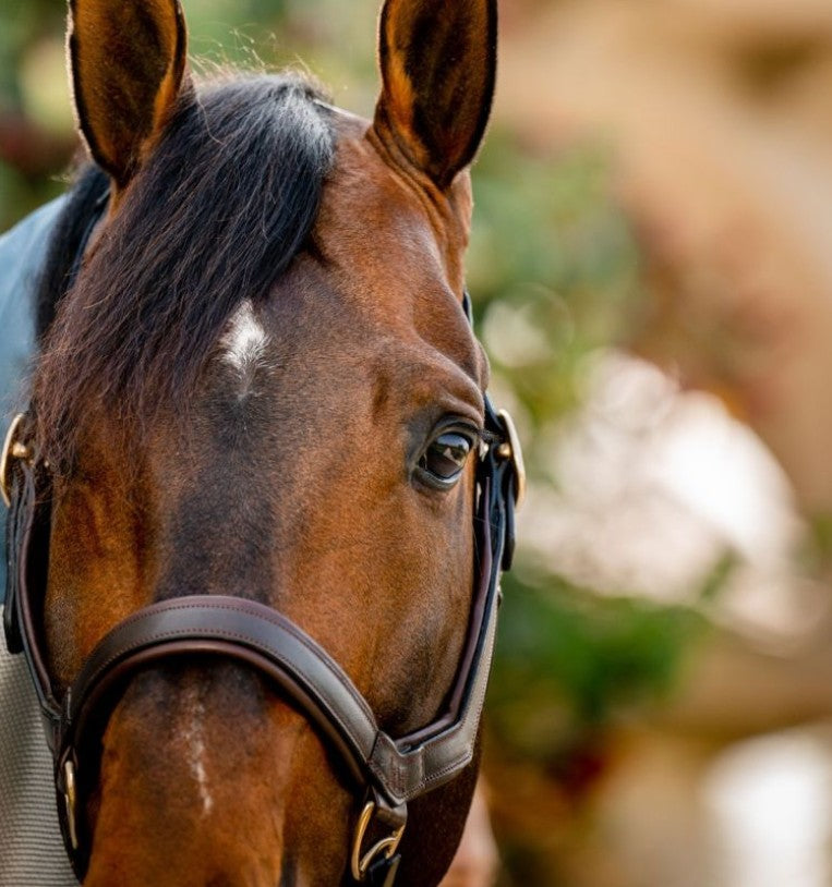 Horseware - Licol en cuir Rambo Micklem havane | - Ohlala