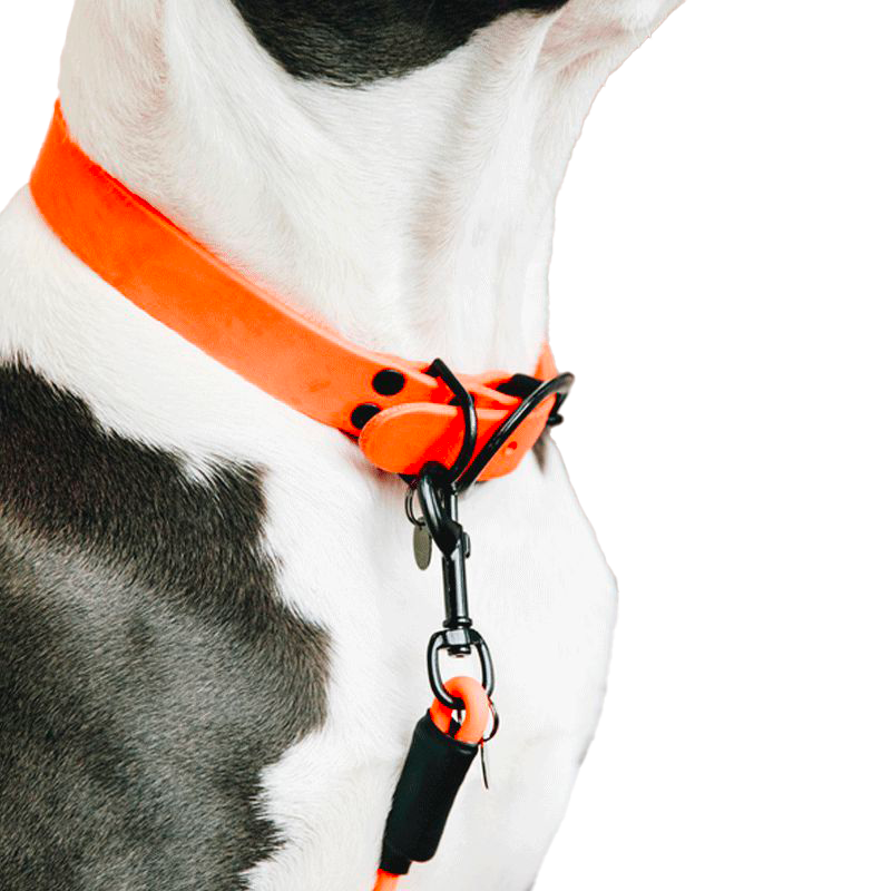 Kentucky Dogwear - Orangefarbenes Hundehalsband aus weichem Gummi