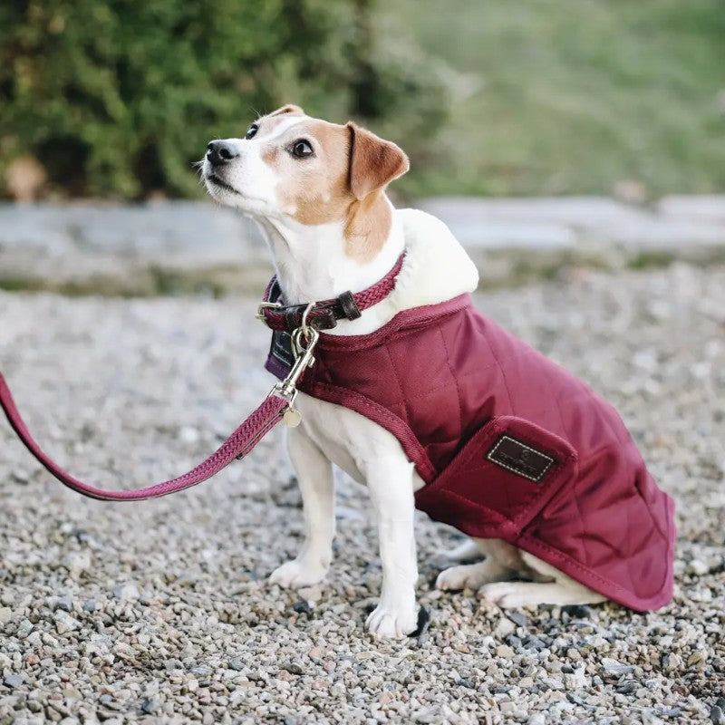 Kentucky Dogwear - Laisse pour chien nylon tressé Plaited Nylon 120 cm bordeaux | - Ohlala