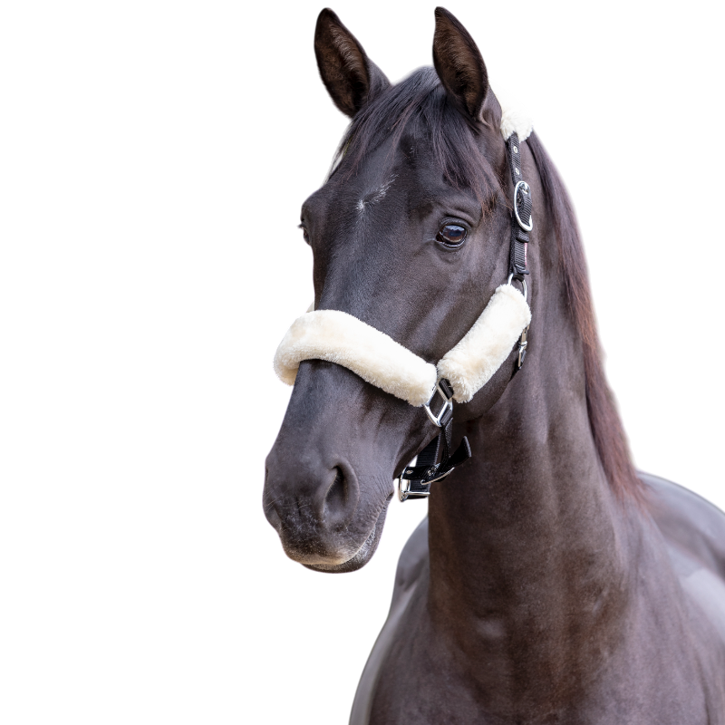 Lemieux - Licol pour chevaux Comfort natural | - Ohlala