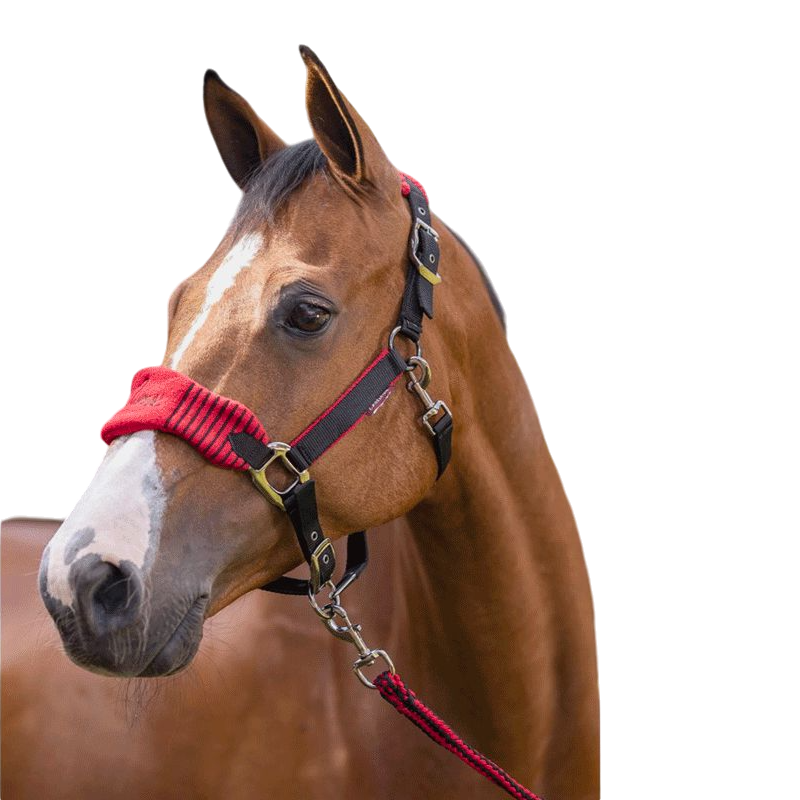 LeMieux - Ensemble licol + longe Vogue noir/ rouge | - Ohlala
