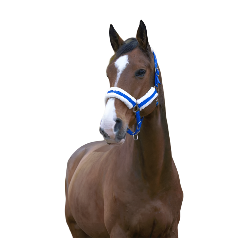 Norton - Licol Confort bleu vif | - Ohlala