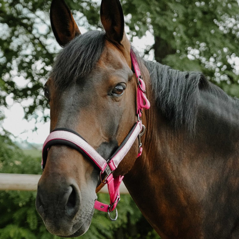 Equithème - Licol en nylon Glowy rose/ rose