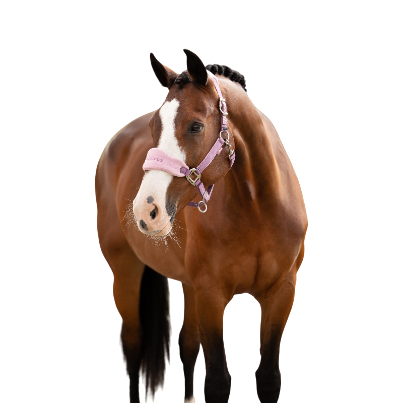 LeMieux - Licol et longe Vogue mallow | - Ohlala