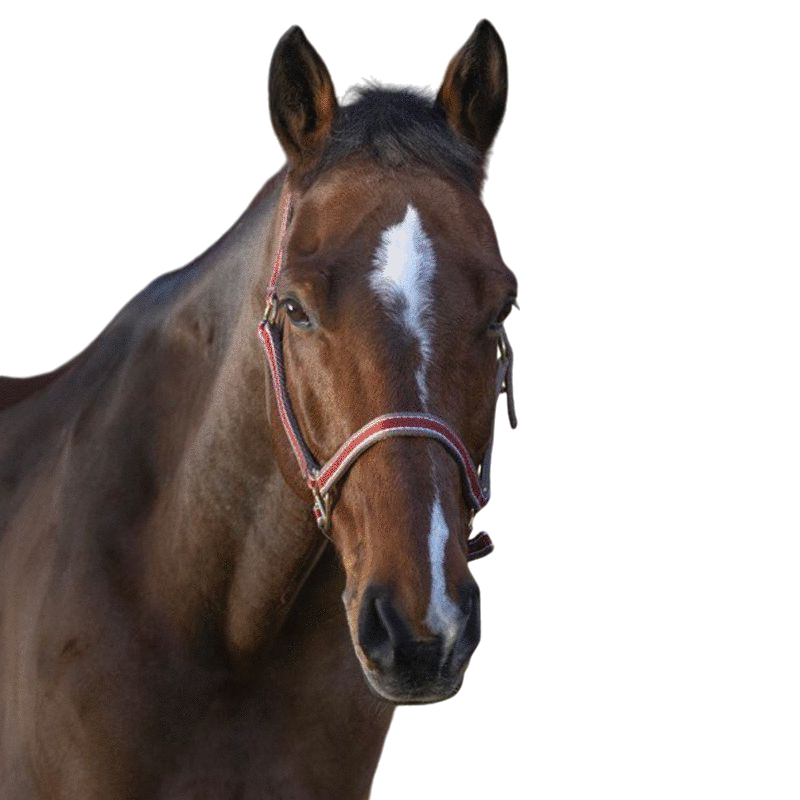 Equithème - Licol Polyfun bordeaux | - Ohlala