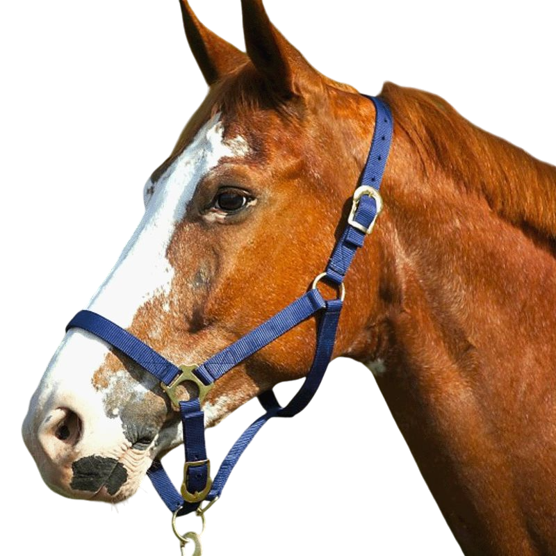 Norton - Navy nylon adjustable noseband halter