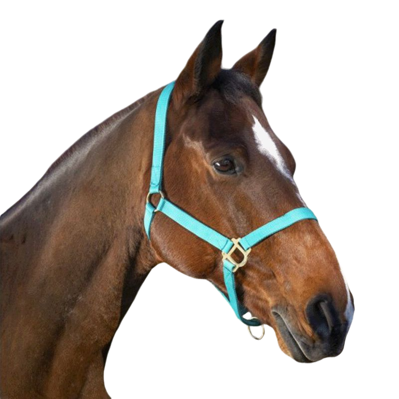 Norton - Licol nylon muserolle réglable turquoise | - Ohlala