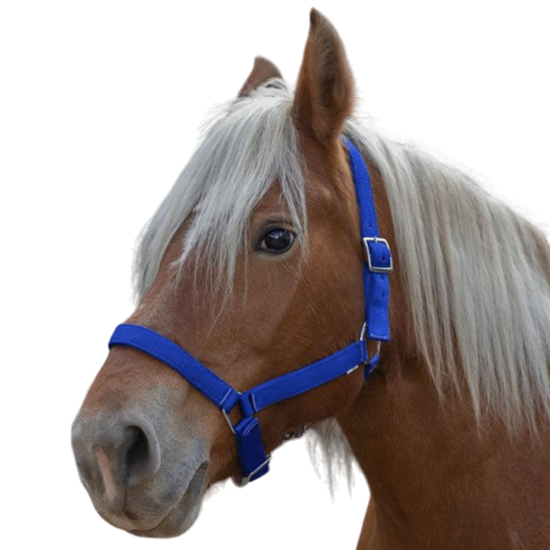 Norton - "PRO" draft horse halter royal blue