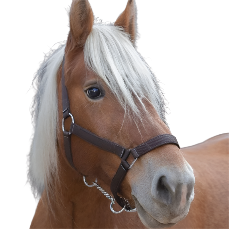 Norton - Licol cheval de trait "PRO" brun