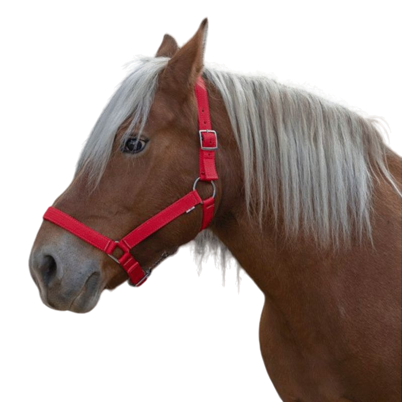 Norton - “PRO” draft horse halter red