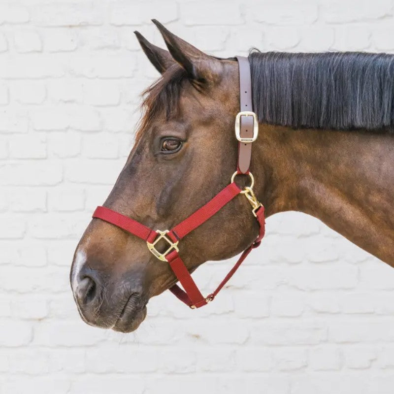 Kentucky Horsewear - Licol nylon Breakaway bordeaux | - Ohlala
