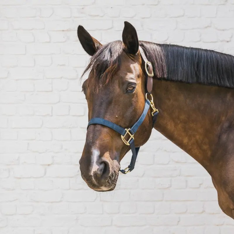 Kentucky Horsewear - Licol nylon Breakaway marine | - Ohlala