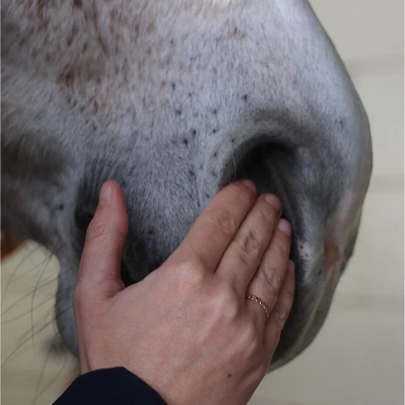 Nellumbo - Sérum concentré chevaux Confort Respiratoire | - Ohlala