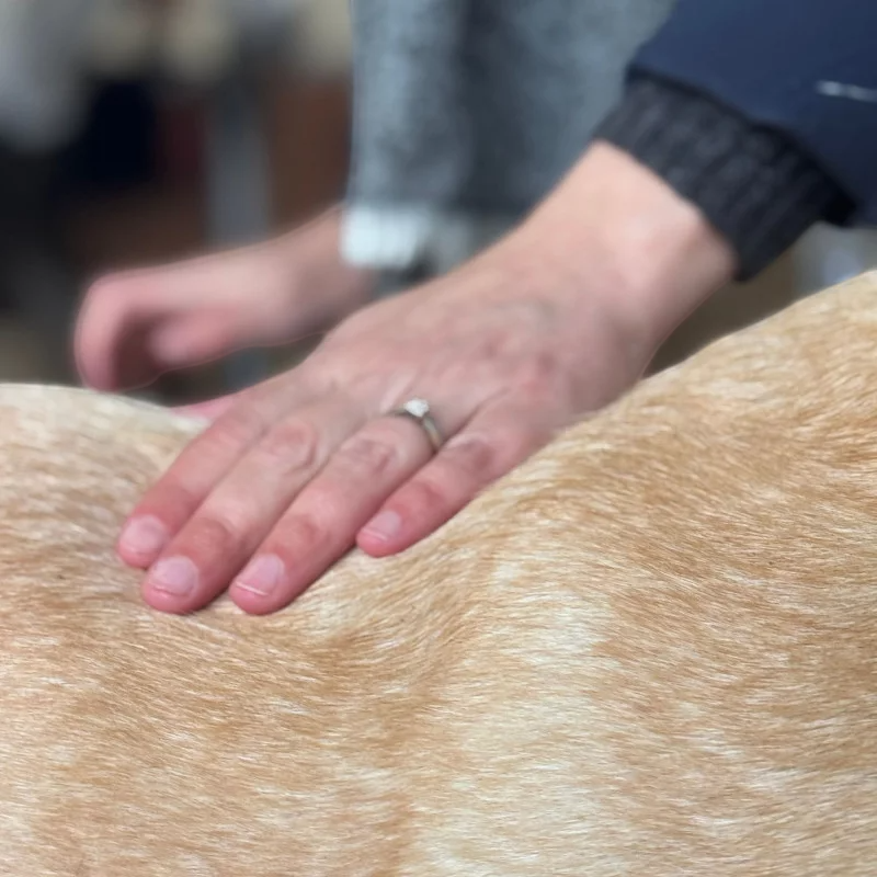 Nellumbo - Sérum concentré chien Sublime Pelage bulle de coton | - Ohlala