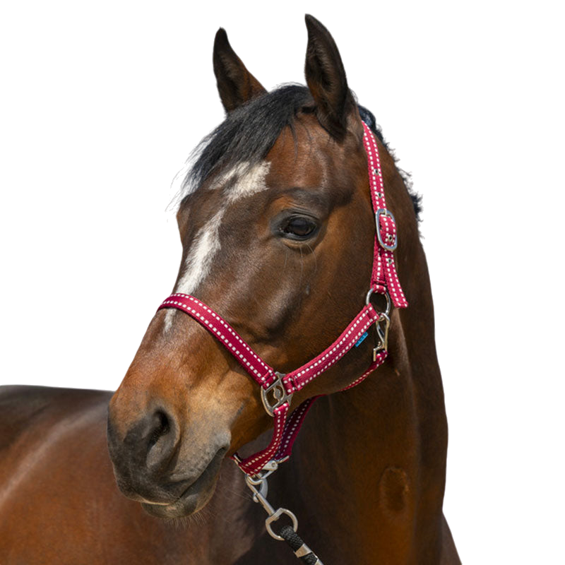 Norton - Licol Grooming bordeaux | - Ohlala