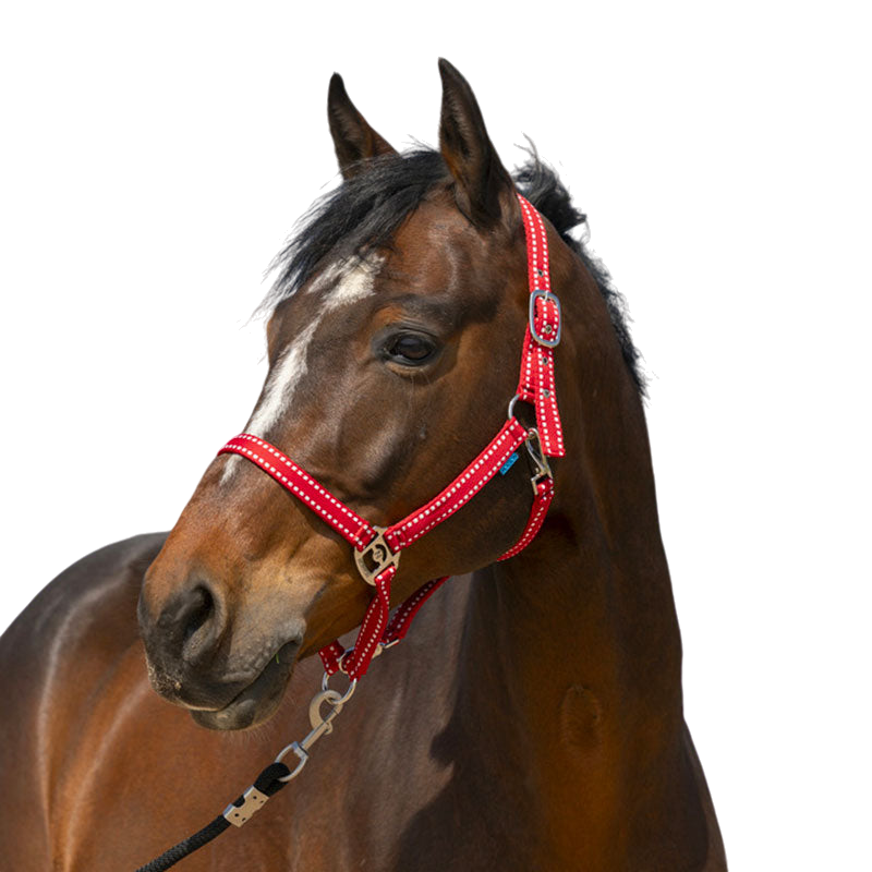 Norton - Red Grooming Halter