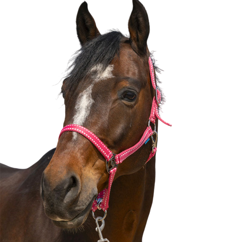 Norton - Licol Grooming vieux rose | - Ohlala