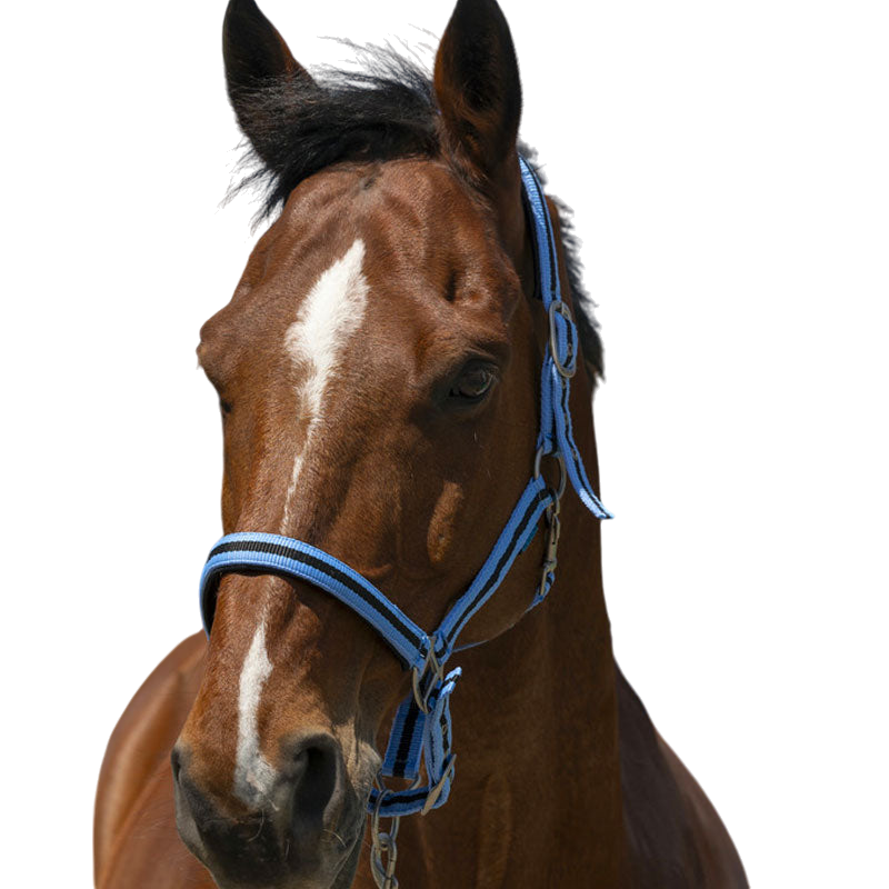 Norton - Licol Satine bleu ciel/ noir | - Ohlala