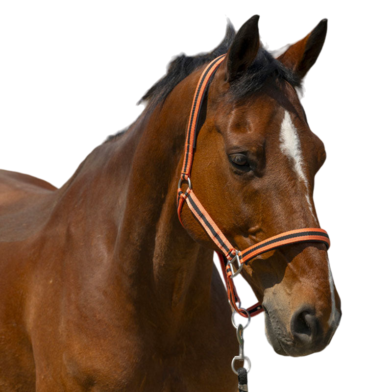 Norton - Licol Satine corail/ noir | - Ohlala