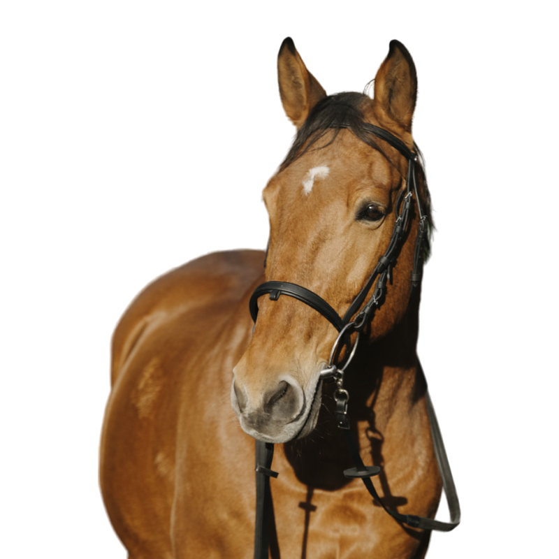 Norton - Bridon Training noir | - Ohlala