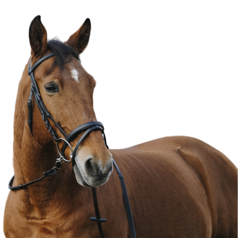 Norton - Bridon Training noir | - Ohlala