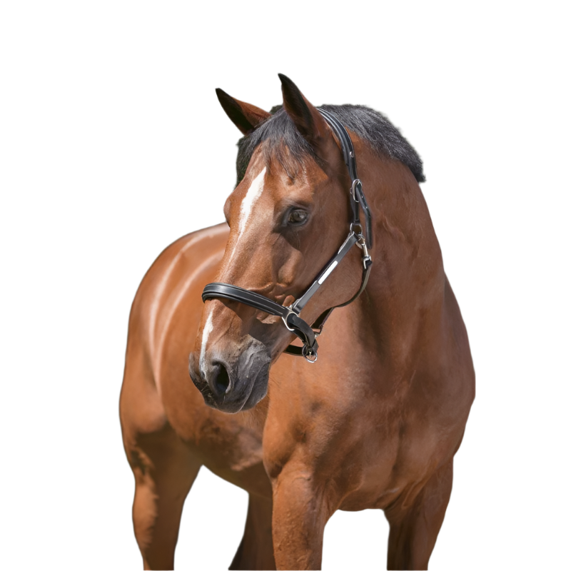 Norton - Licol cuir grooming noir | - Ohlala