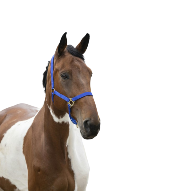 Norton - Licol Nylon Muserolle verstelbare blauwe roy