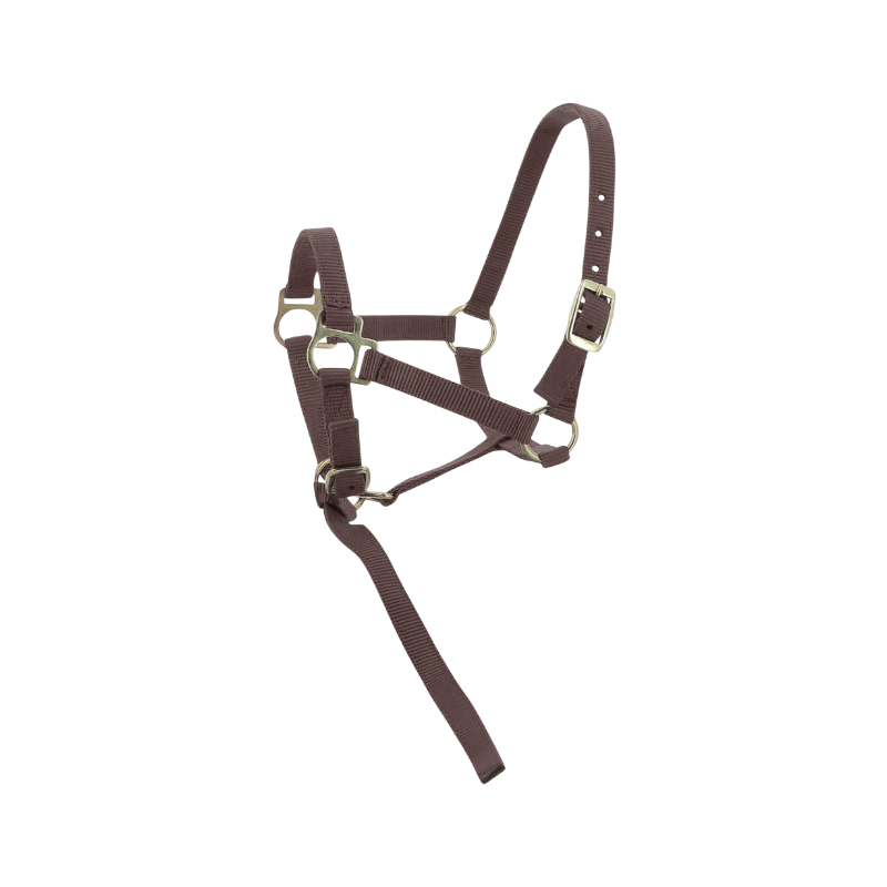 Norton - Licol foal + longe brun
