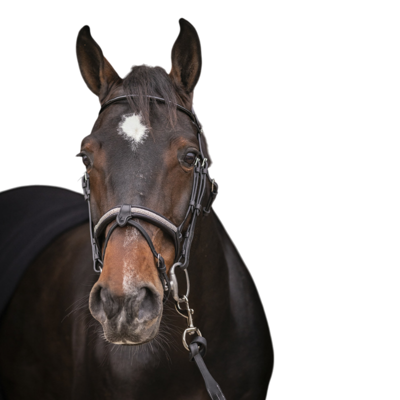 Pénélope - Symphony Bridle Black Rhinestones