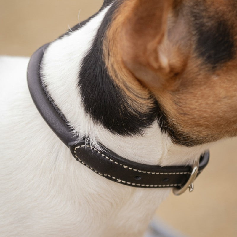 Pénélope - Collier pour chien Olie havane | - Ohlala
