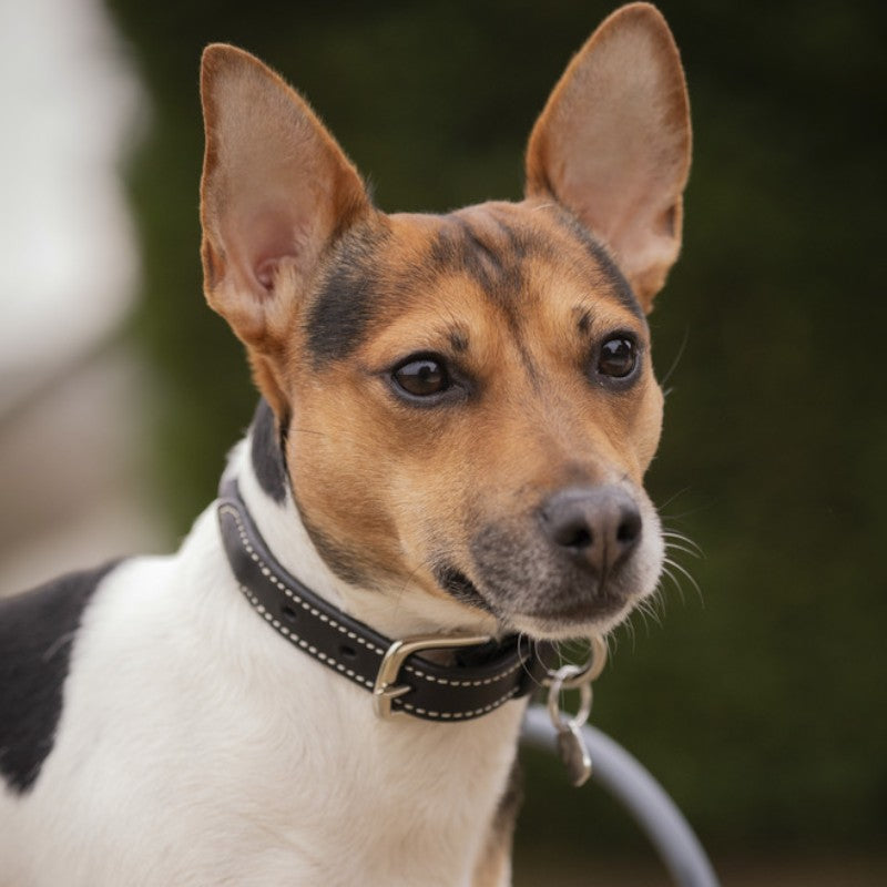 Pénélope - Collier pour chien Olie noir | - Ohlala